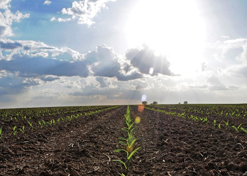 Corn and Soybean Crop Insurance Prices Higher, Volatility Remains Steady Ag
